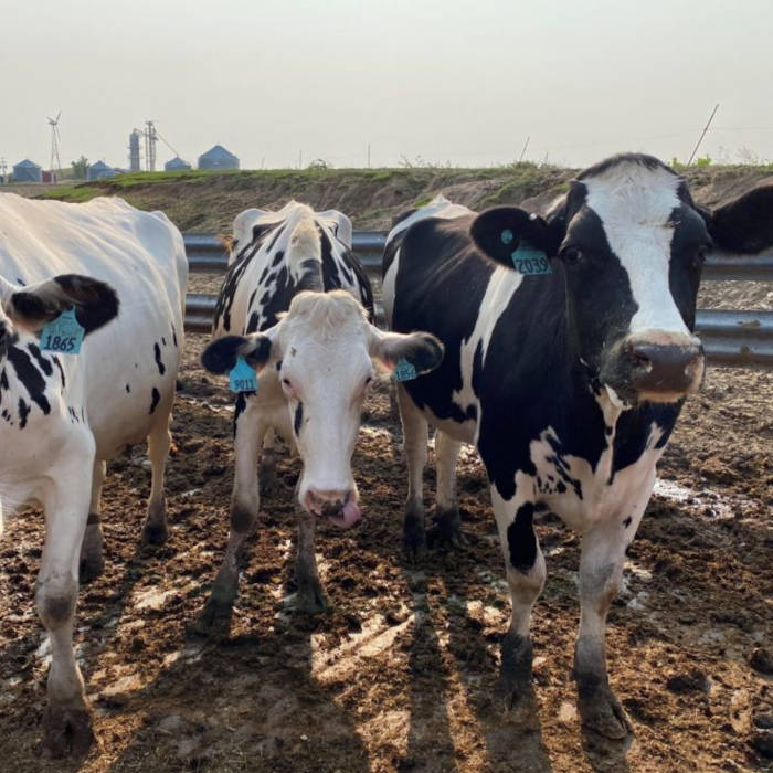 Country View Dairy