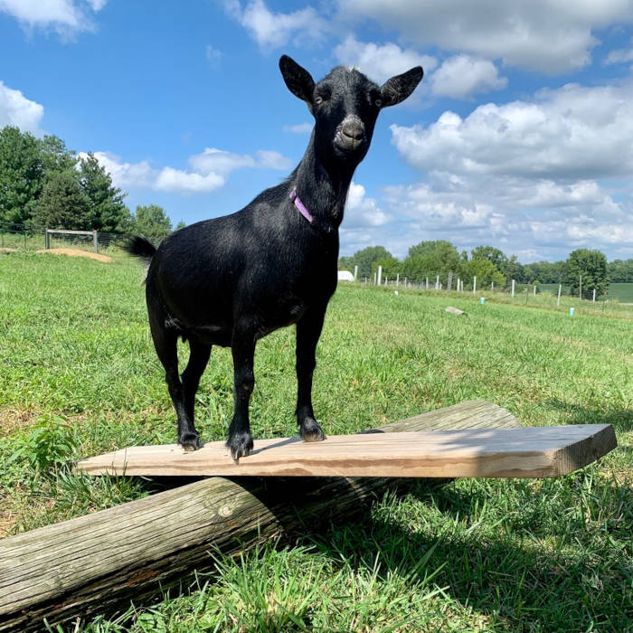 Lucky Star Farm