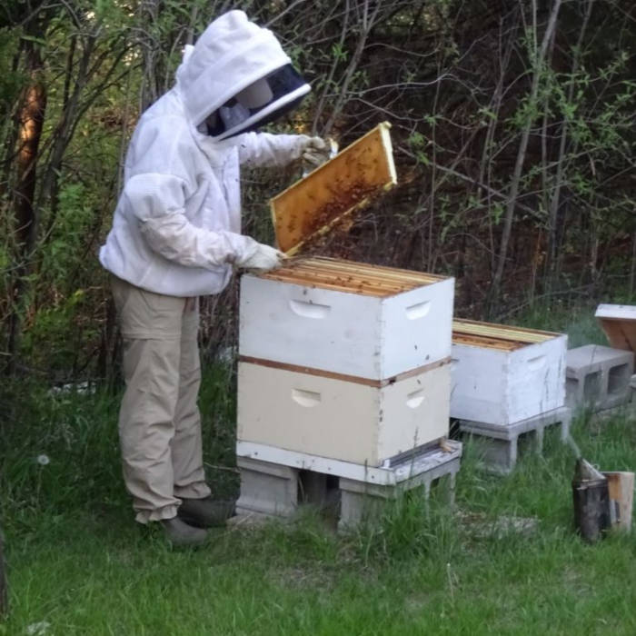 bees-square