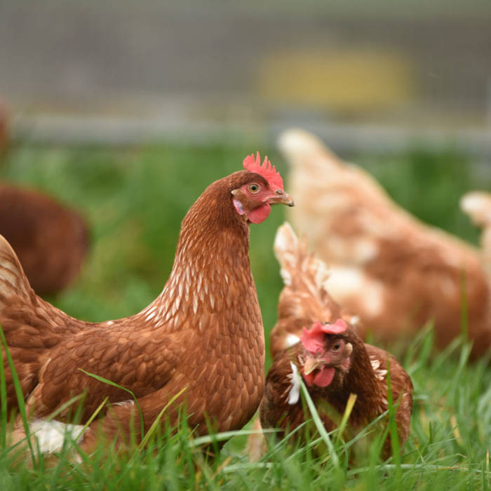 chickens-square