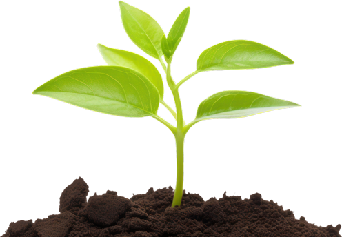 plant-in-soil-cropped